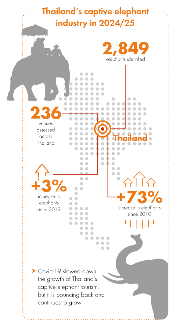 Thailand's captive elephant industry in 2024/2025