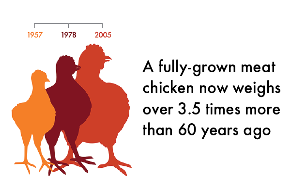 Chicken