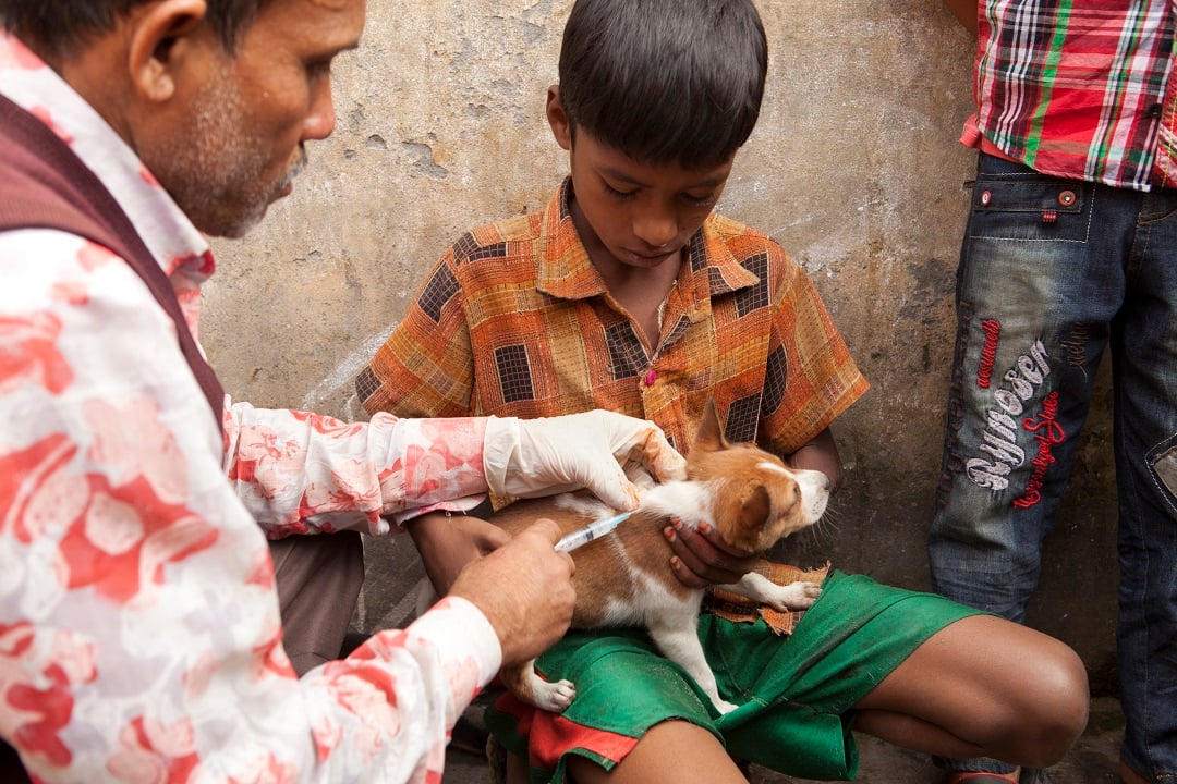 A dog getting vaccinated