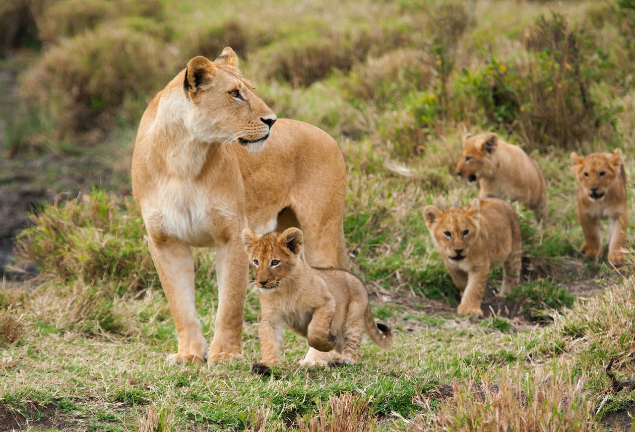 A lioness with her cubs in the wild