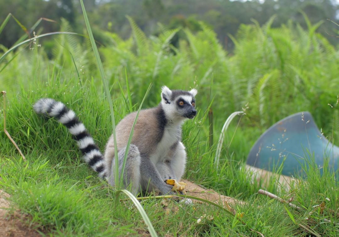 A rescued ring-tailed lemur