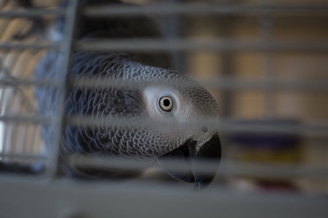 A grey parrot in a cage