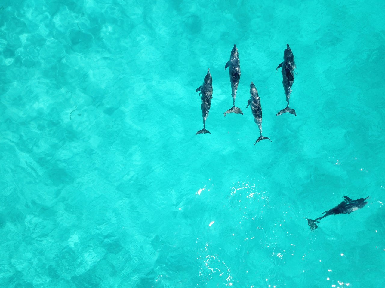 Dolphins in the wild