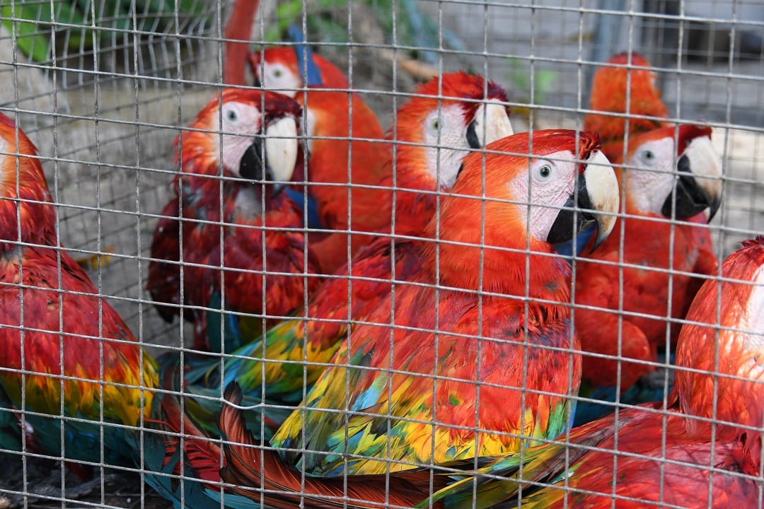 Macaw parrots in a cage