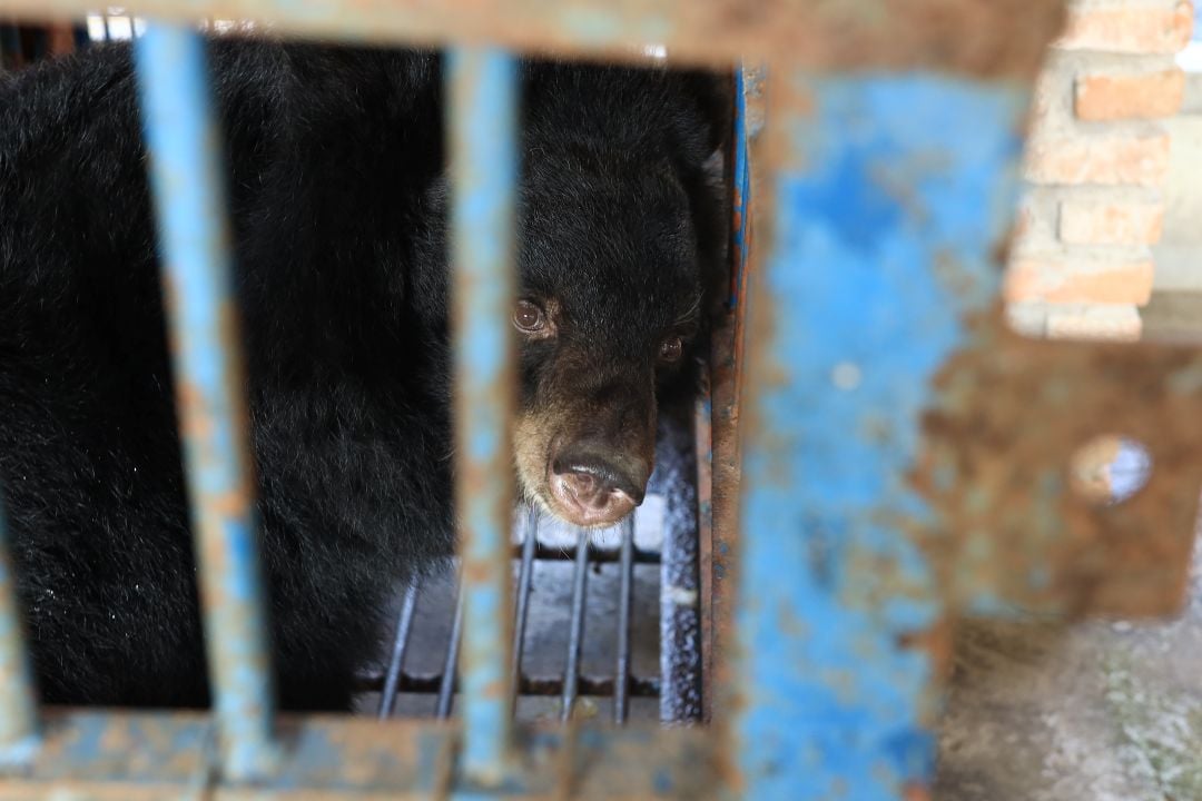 A bear on a bear bile farm