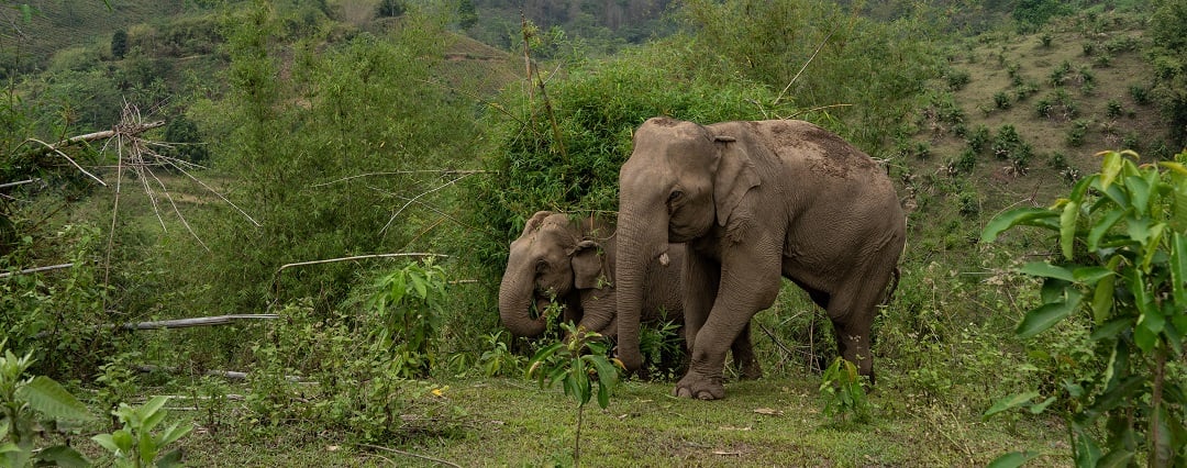Two elephants in the wild
