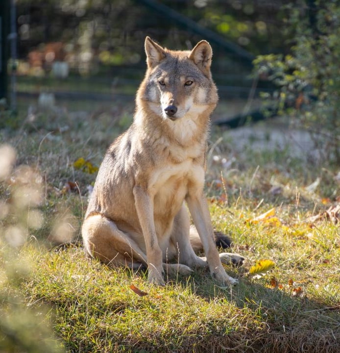 Elza at Libearty Sanctuary