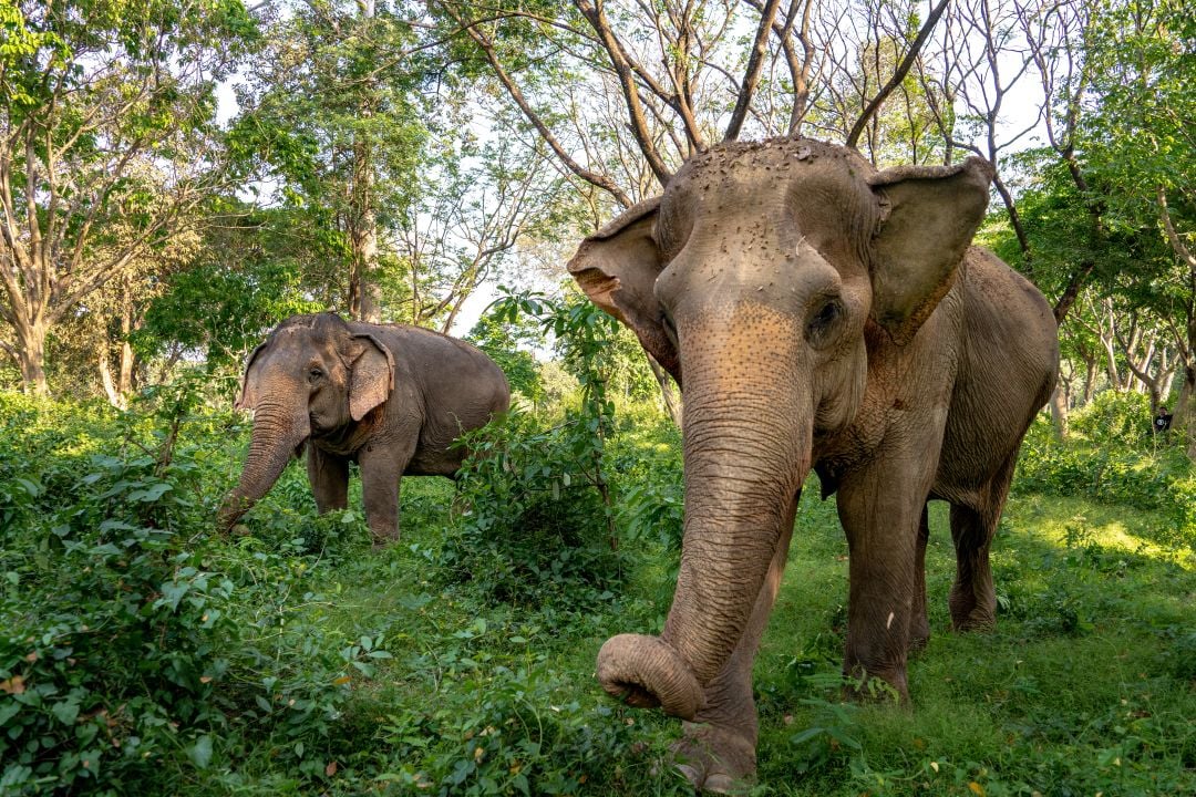 Two elephants in sanctuary