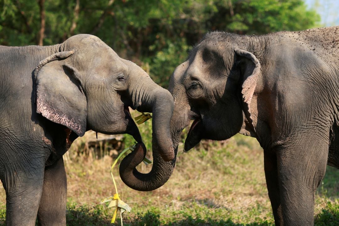 Elephants in sanctuary