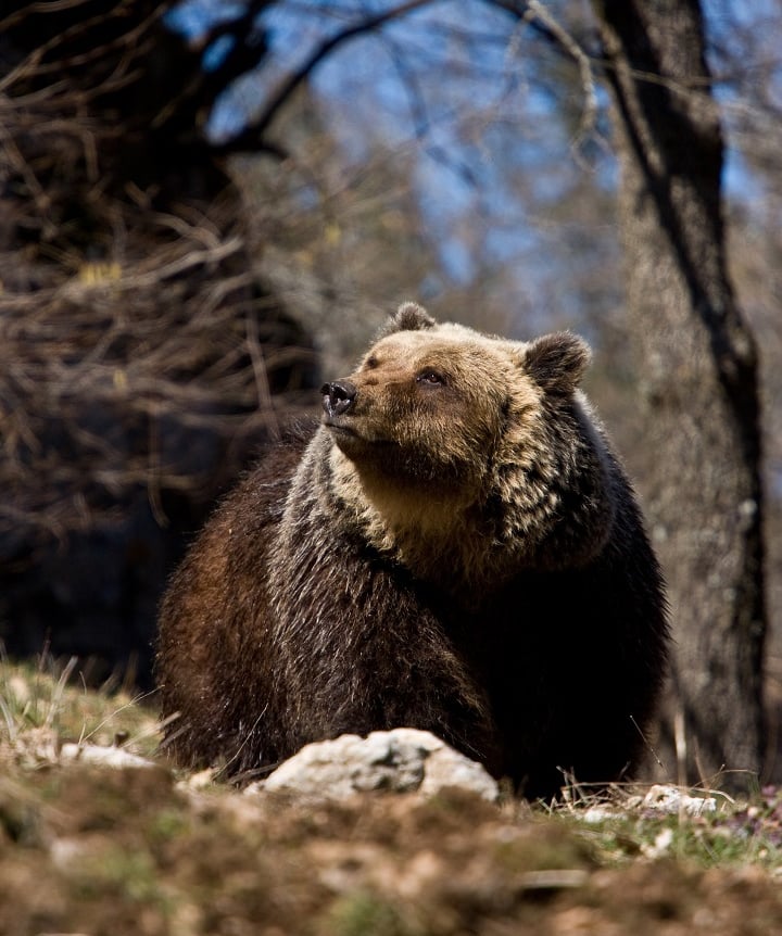 Marsican brown bear