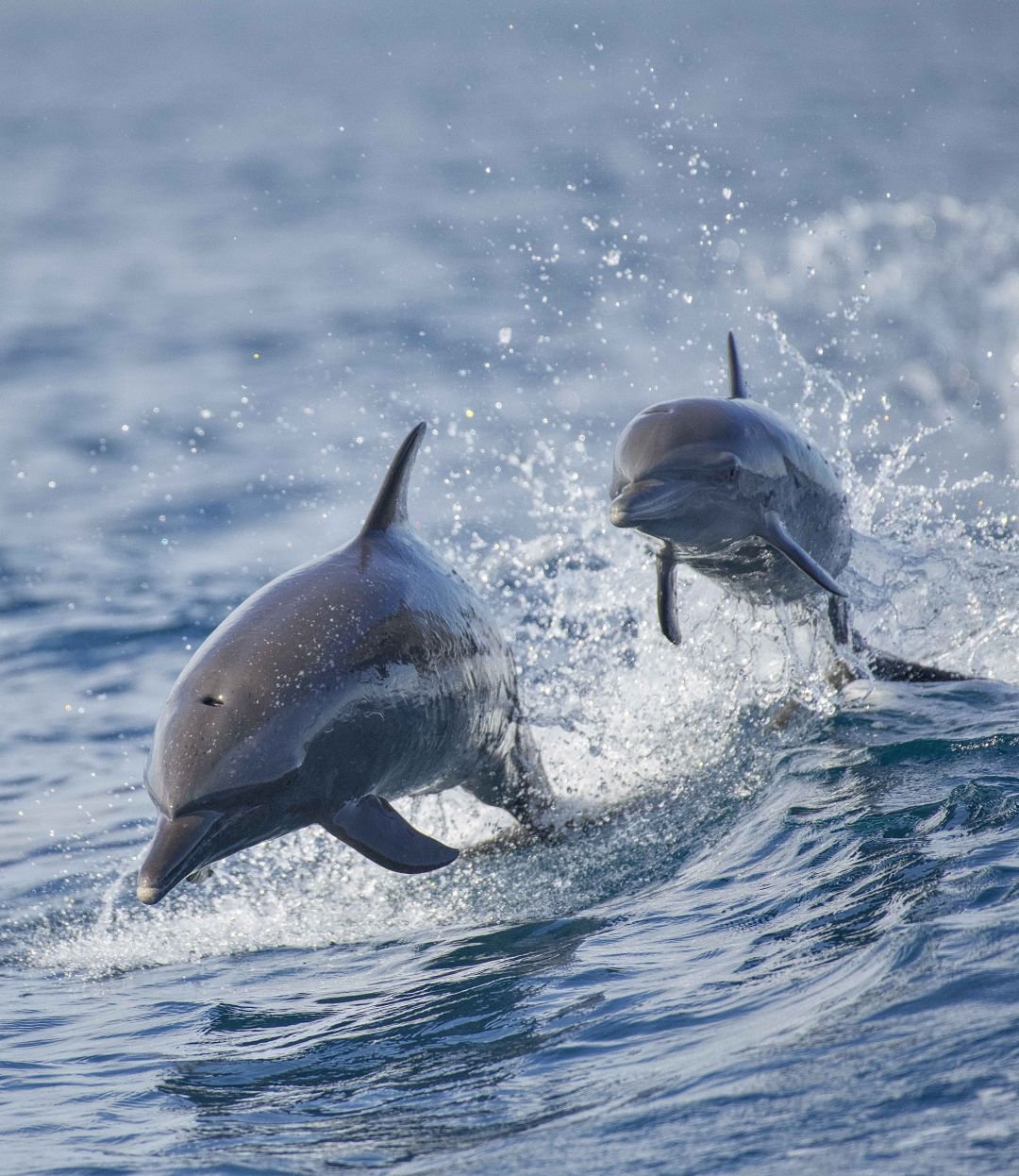 Dolphins in the wild