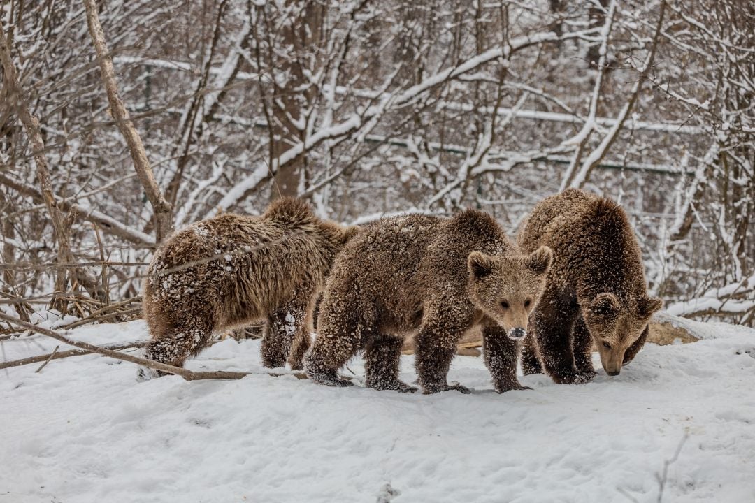 Anita, Thomas, Alexandra and Chance, rescued cubs playing in the snow at Libearty sanctuary