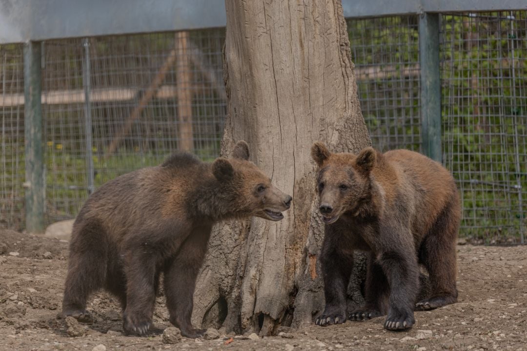 Rescued bear cubs at Libearty sanctuary