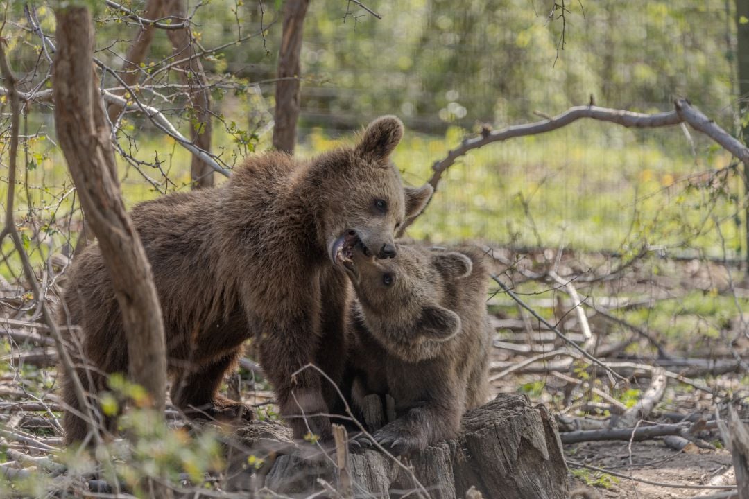 Rescued bear cubs at Libearty sanctuary