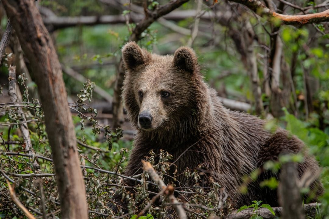 Anita, rescued bear at Libearty sanctuary