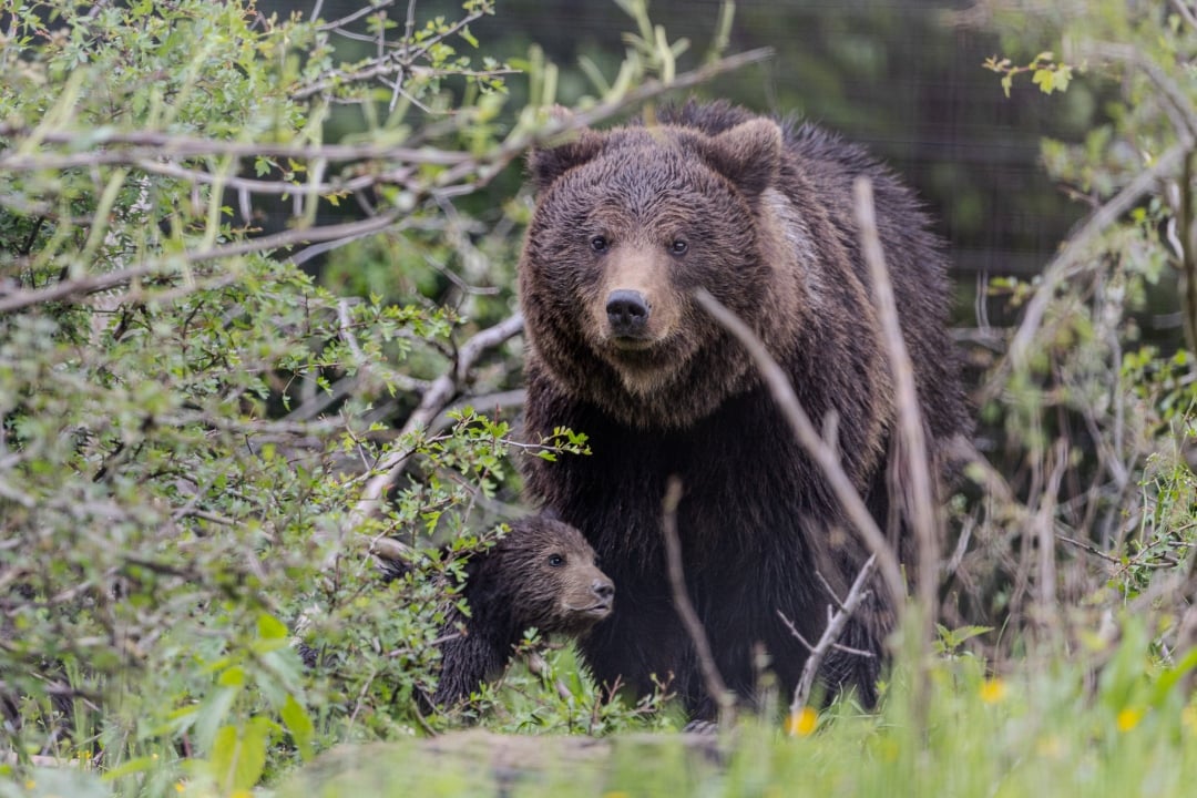 Rescued momma bear and cub in sanctuary