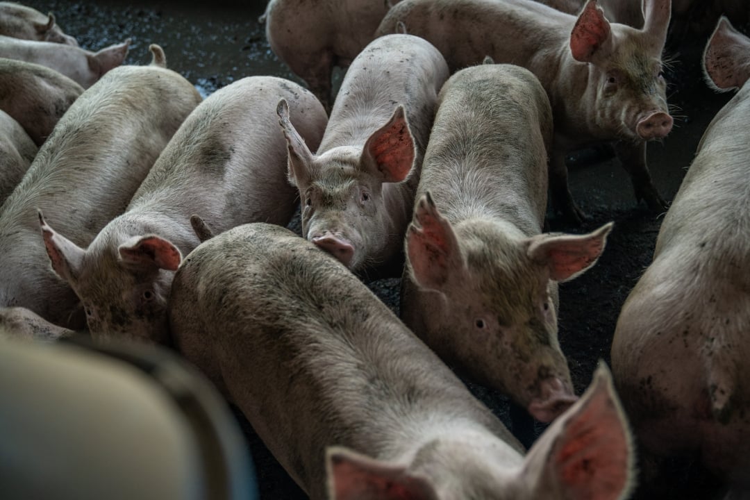 Pigs in a crowded pen