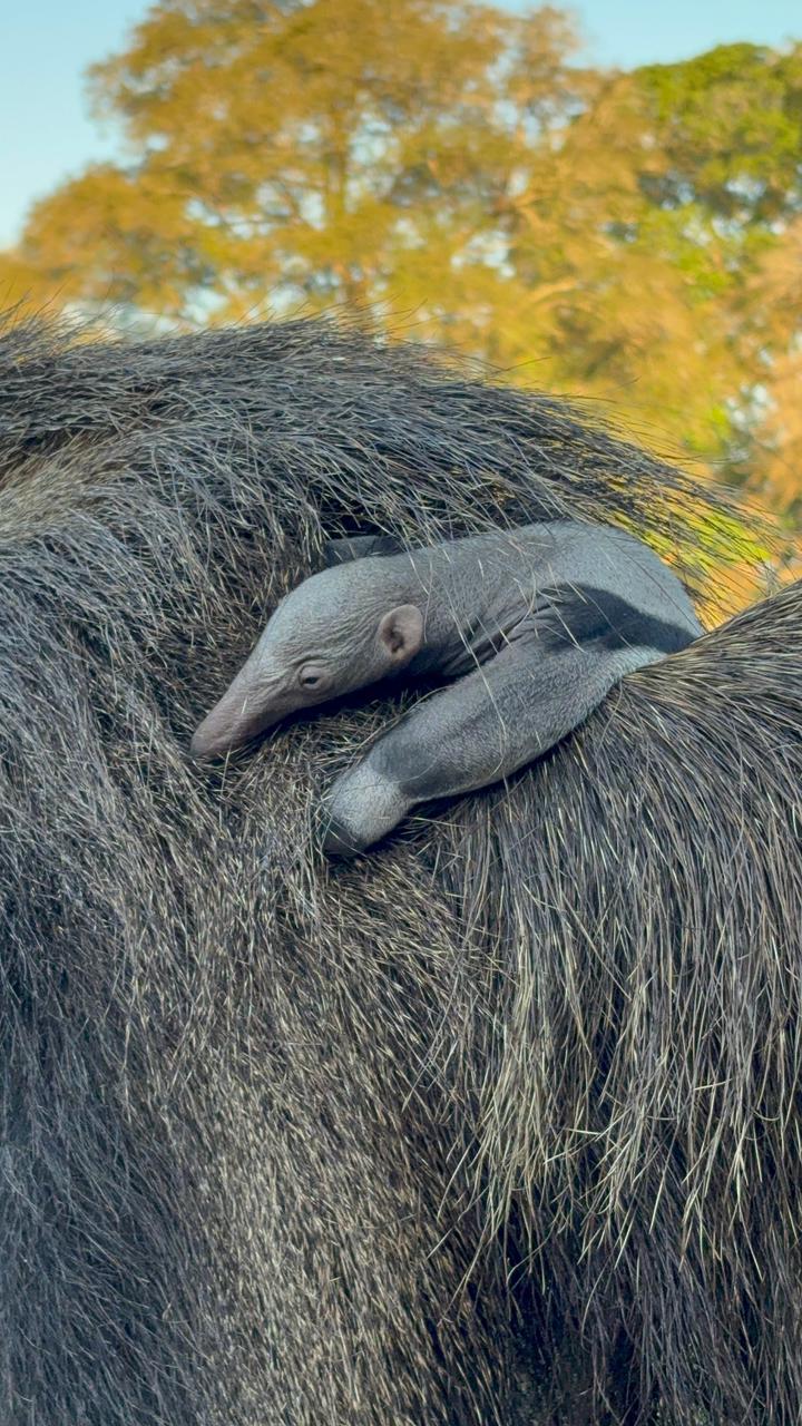 Cecilia the rescued anteater and her baby