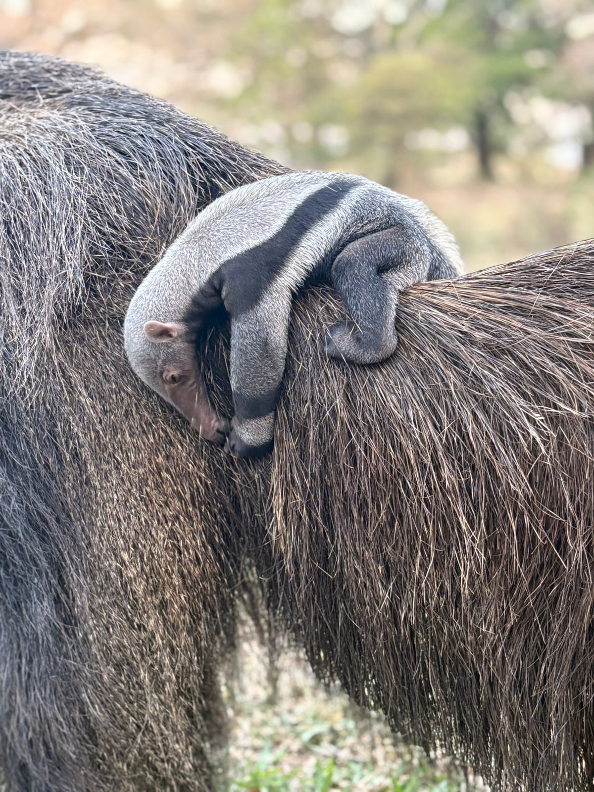 Cecilia the rescued anteater and her baby