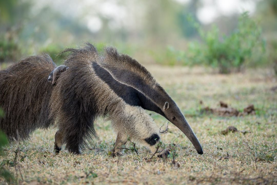 Cecilia the rescued anteater and her baby