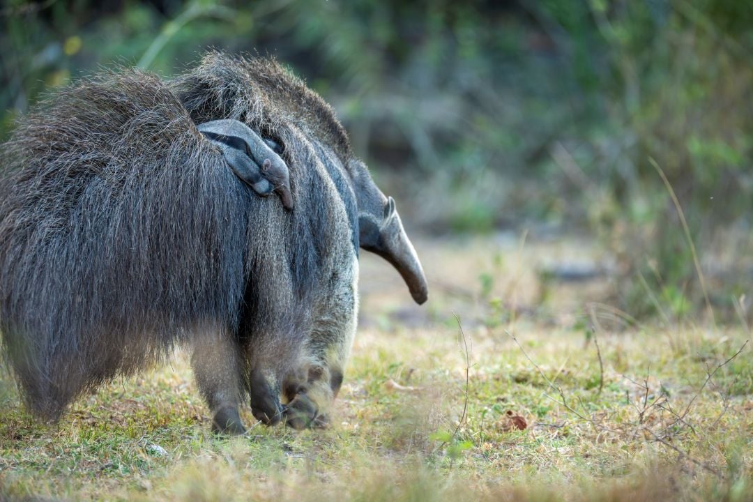 Cecilia the rescued anteater and her baby