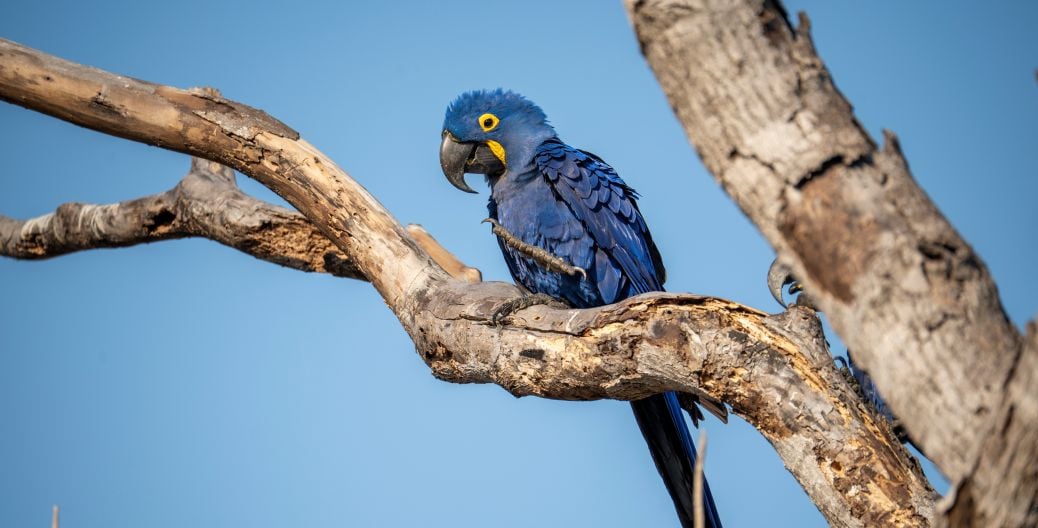 A blue macaw in the wild