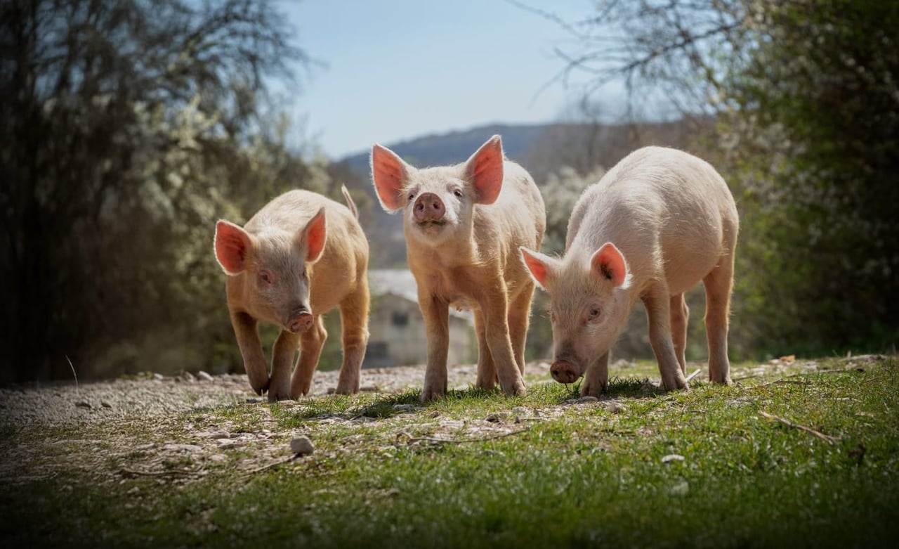 Three piglets on a high welfare farm