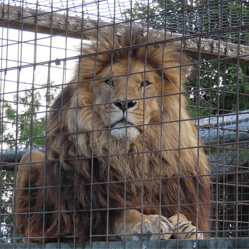 A captive lion