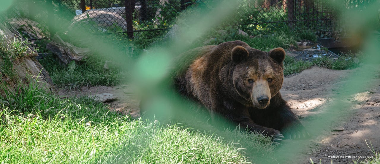 Baloo the bear in captivity
