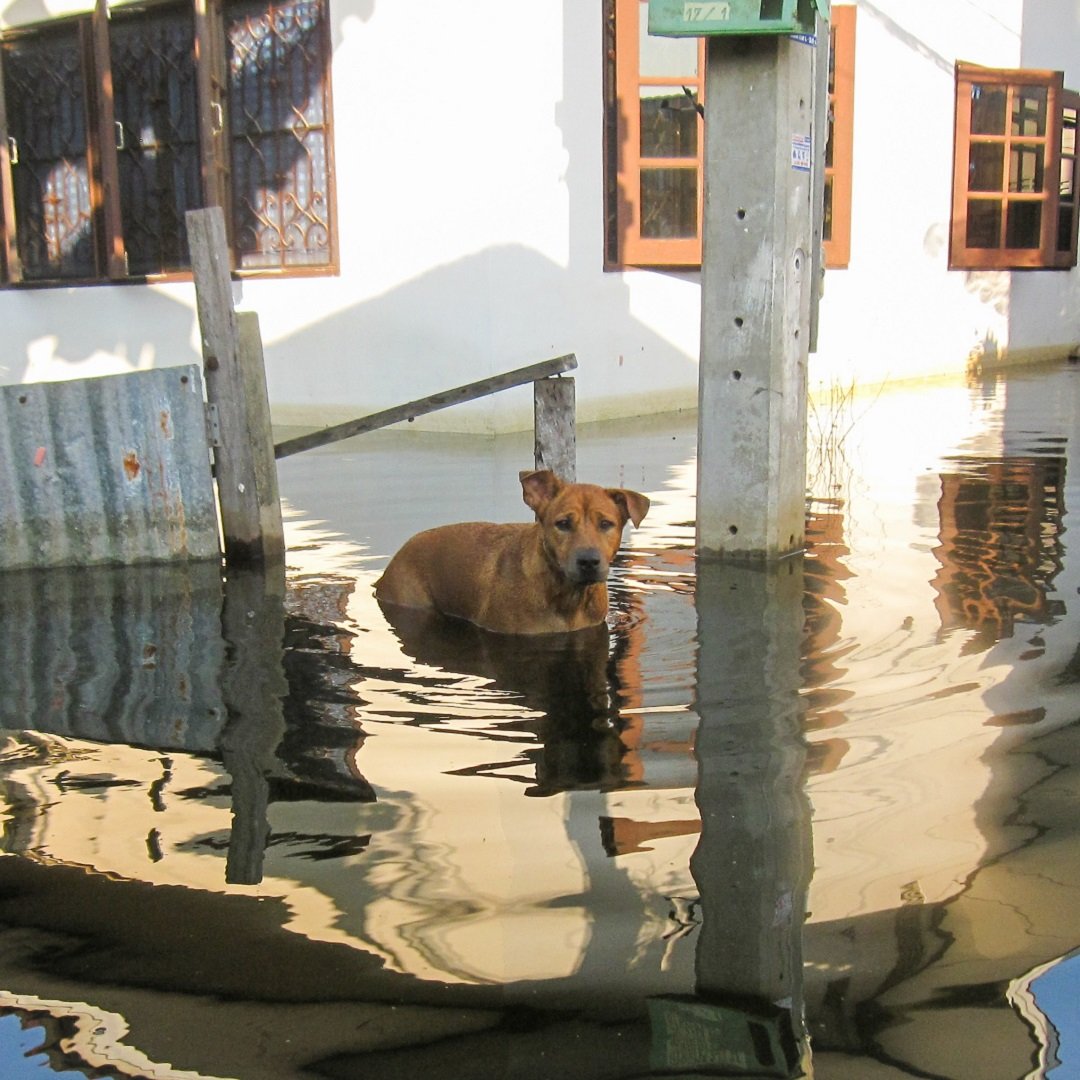 A dog in a flood