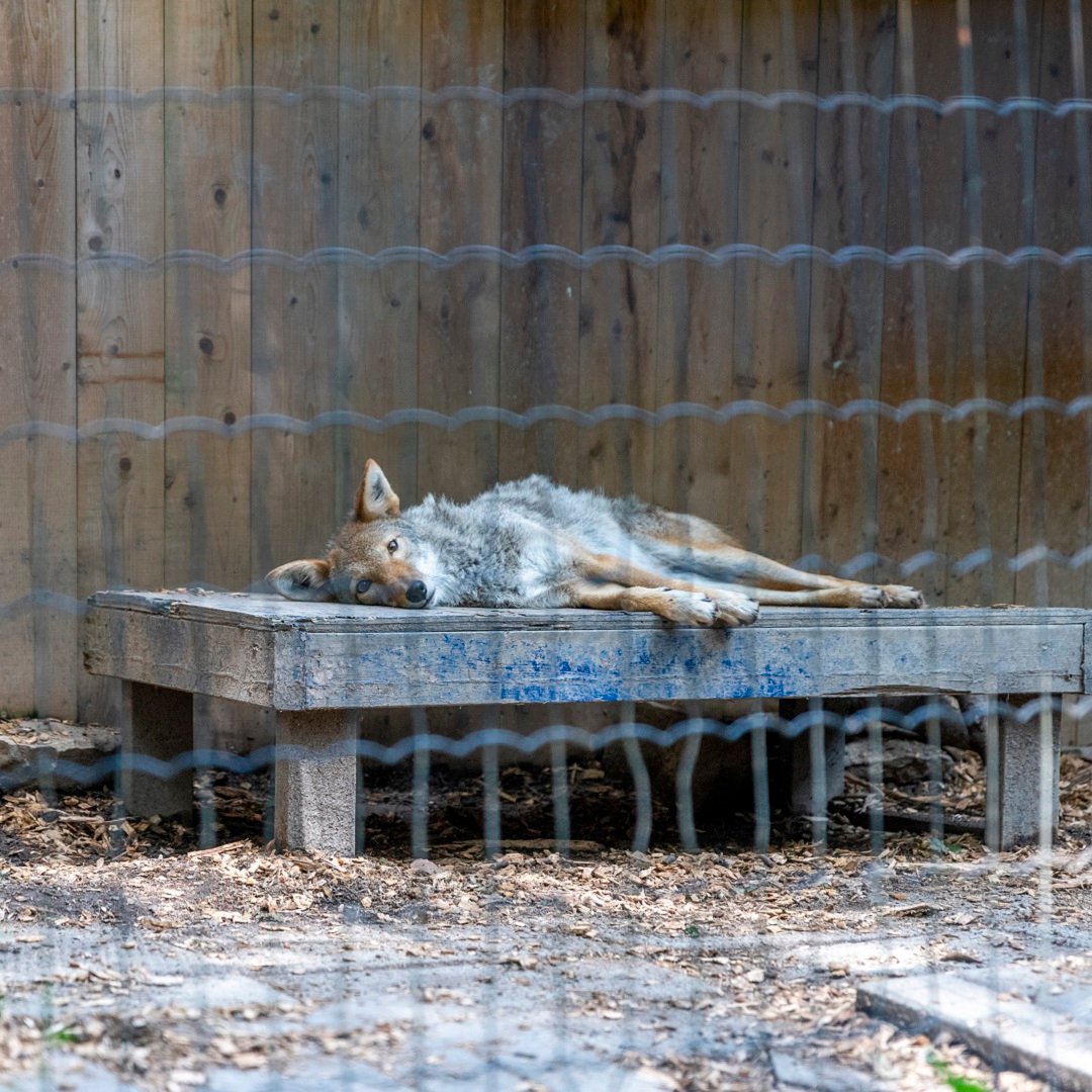 A coyote at a roadside zoo