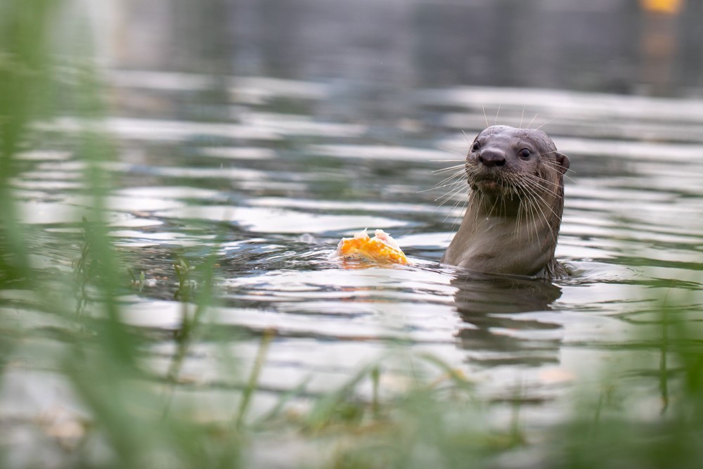 A wild otter goes for a swim