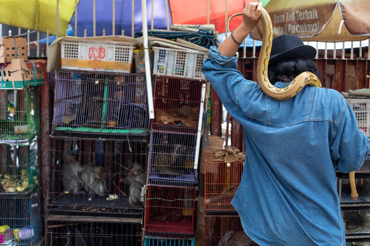 A snake on a vendors shoulder, and cages of animals at a market in Jakarta, Indonesia. Credit Line: World Animal Protection / Aaron Gekoski