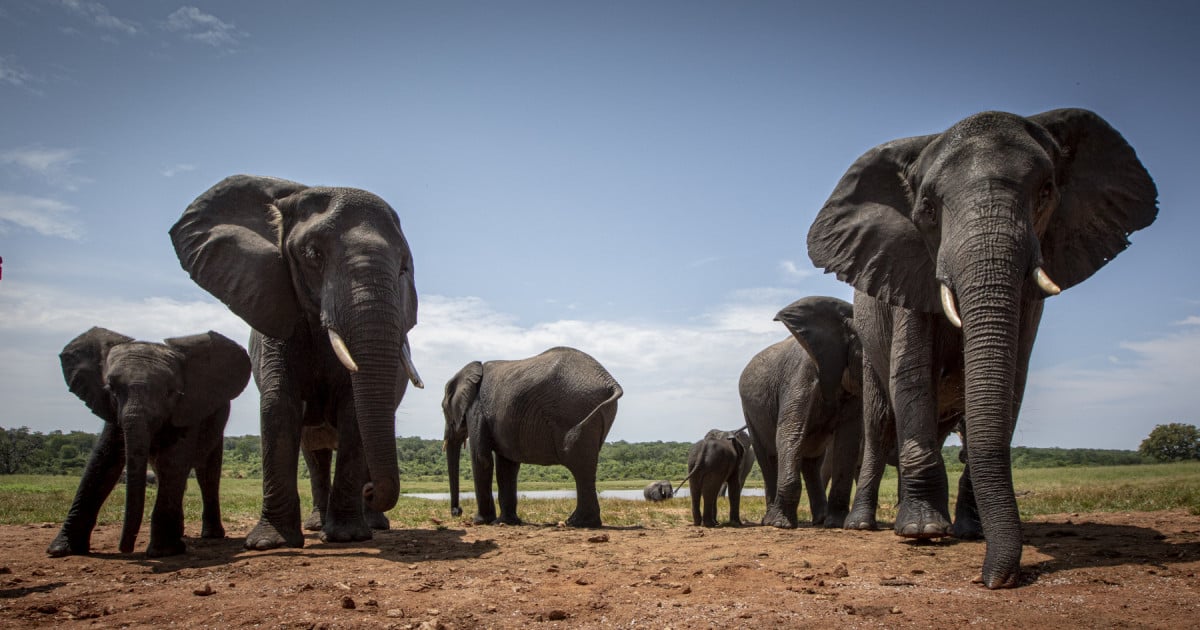 An elephant in a zoo