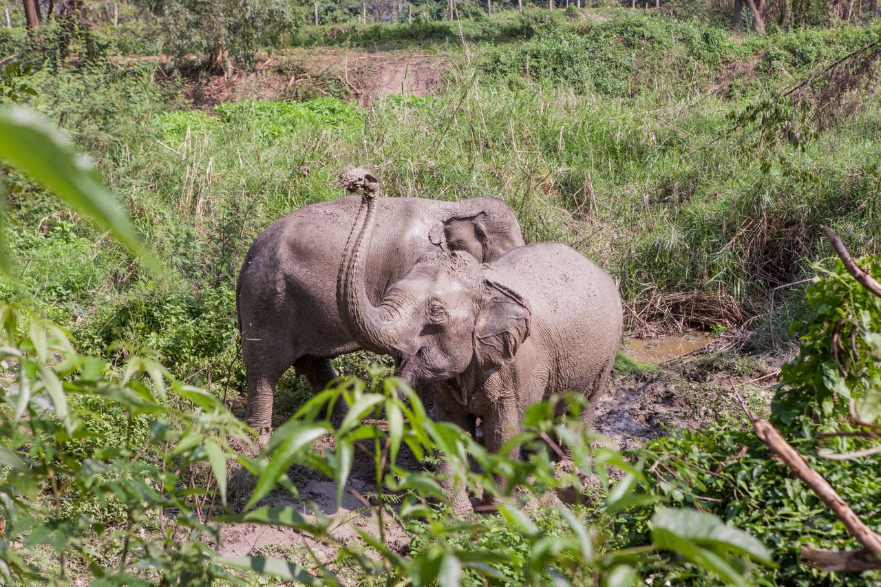 Elephant lifting his trunk in green outdoor space in Thailand - World Animal Protection - Wildlife. Not entertainers