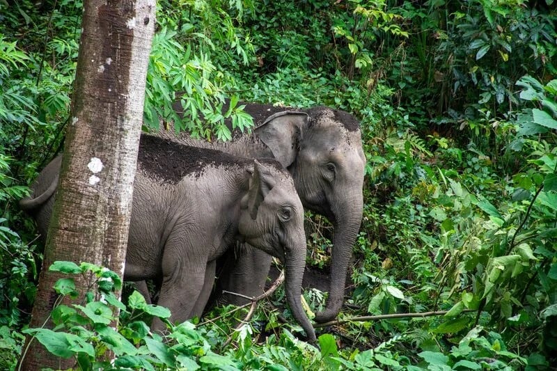 Elephants at a wildlife heritage site