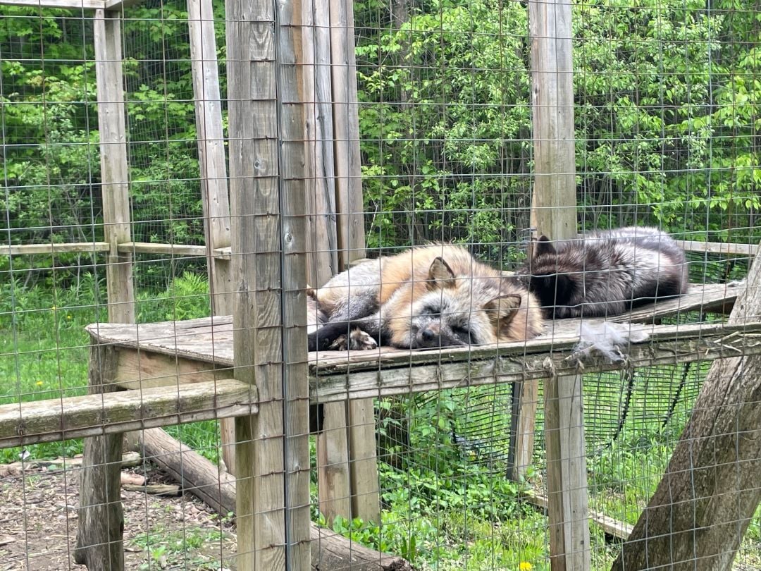 Foxes at a roadside zoo