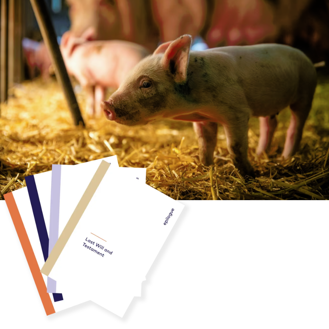 A piglet with graphics of last will and testament