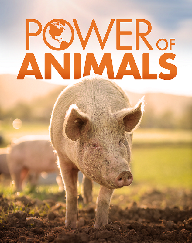 A pig with the text Power of Animals