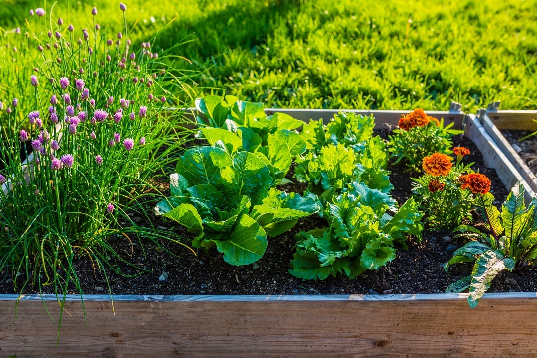 Flowers planted next to vegetables