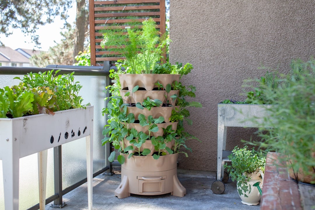 Vegetables plants on a balcony
