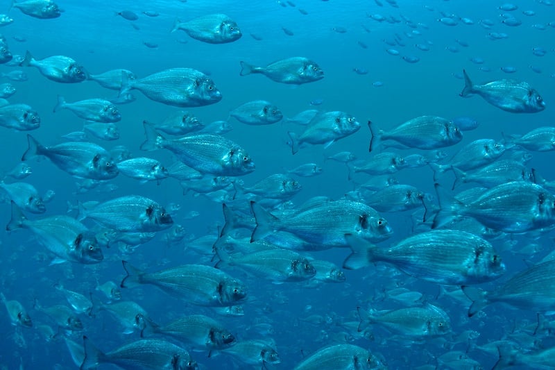 Fish swimming in the wild