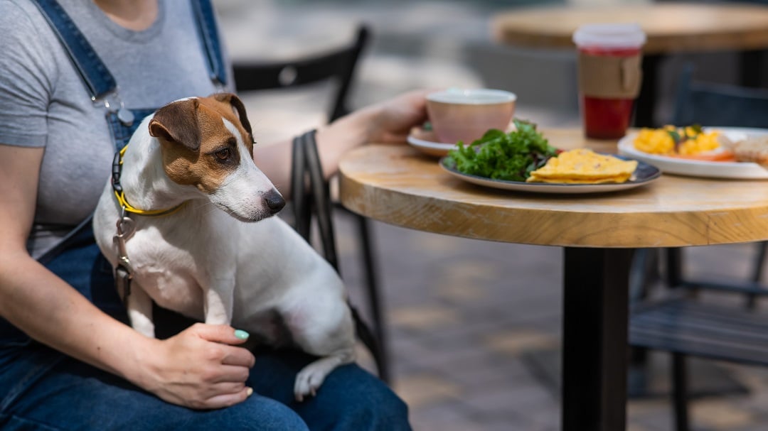 A dog sits on a person's lap at a cafe