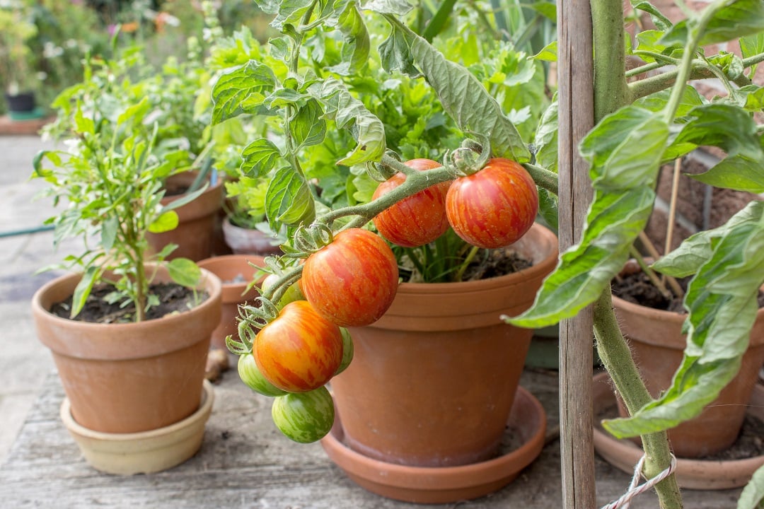 A tomato plant ready to harvest!