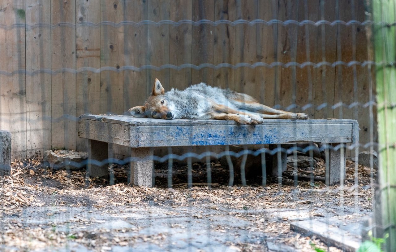 A captive coyote at a roadside zoo in Ontario