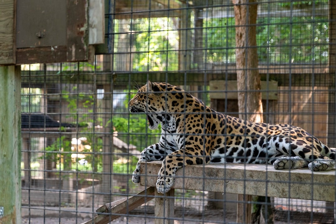 A jaguar at a roadside zoo