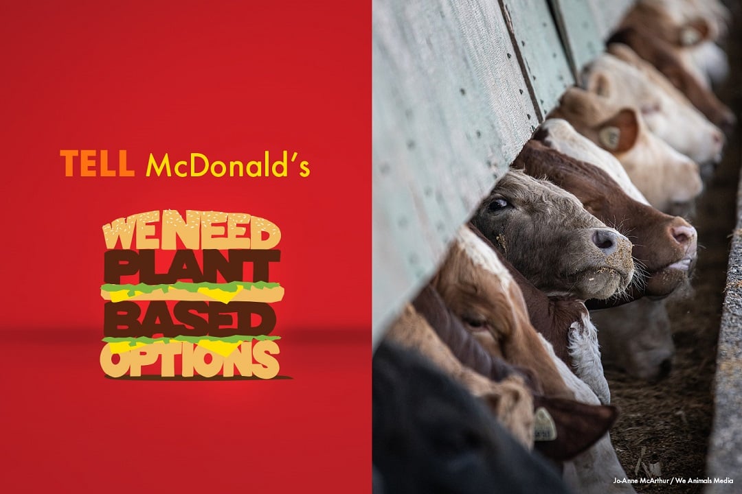 Tell McDonald's we need plant-based options
