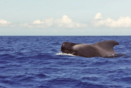 Azores Whale Heritage Area
