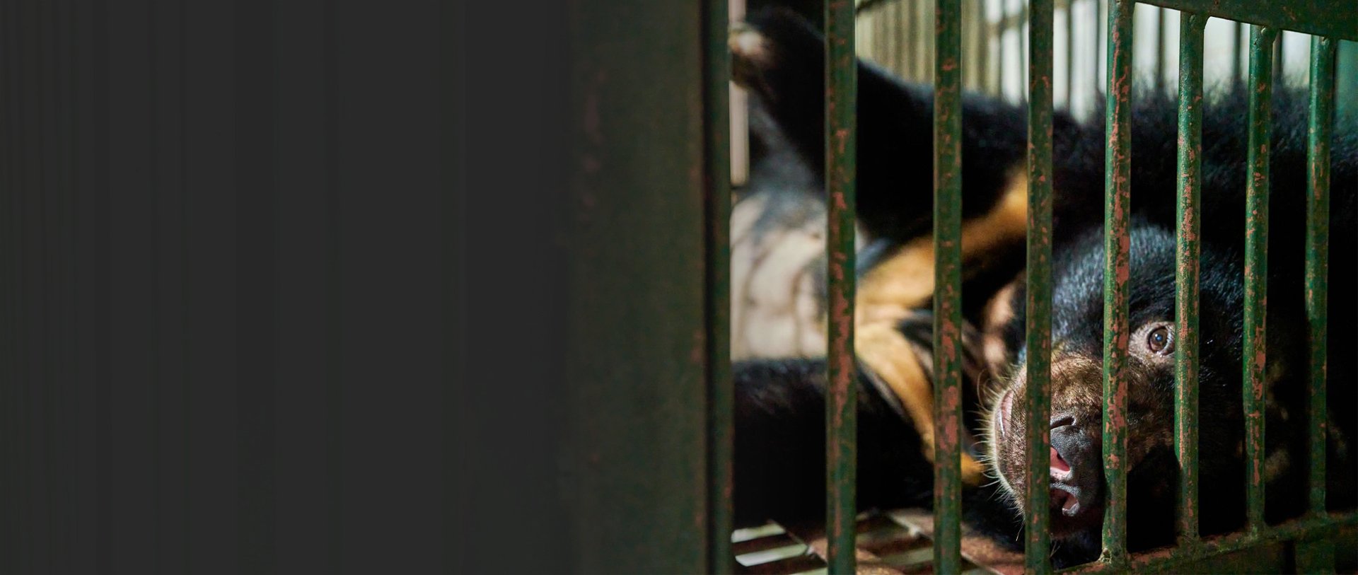 Bear in a bear bile cage