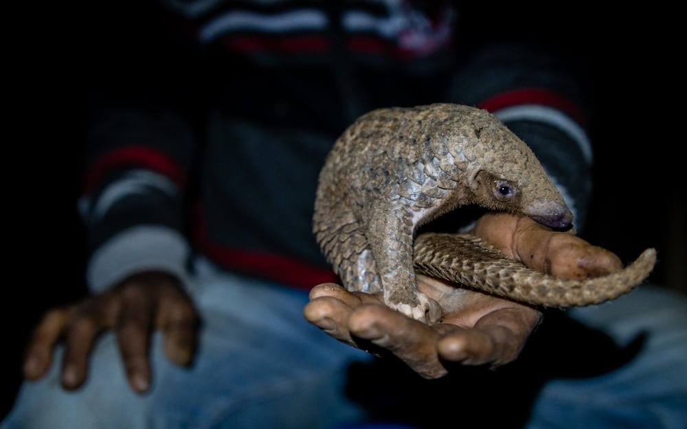 Pangolin being held in gloved hand